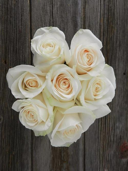  WHITE ROSES